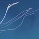 Uno de los cinco calamares grandes avistados en la costa sur de Australia.